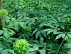 Extrato de Folha de Notoginseng