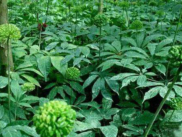Extrato de Folha de Notoginseng