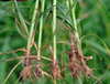 Extrato de noz-pecã