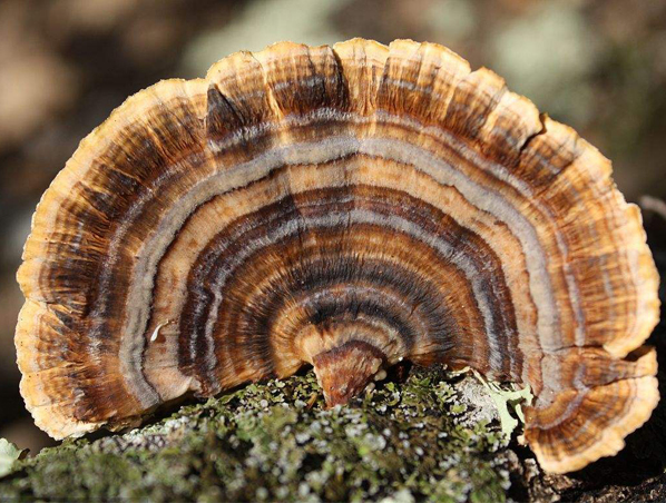 Extrato de cogumelo Coriolus médico