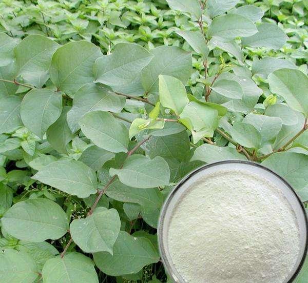 Extrato de Trans-Resveratrol / Polygonum Cuspidatum