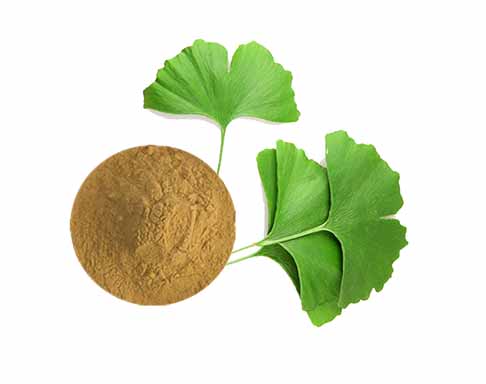 Descubra o Ginkgo Biloba: a escolha da natureza para função cognitiva e saúde