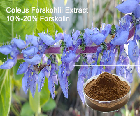 Desbloqueie seu potencial de saúde com extrato puro de Coleus Forskohlii