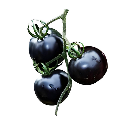 Extrato de Tomate Preto