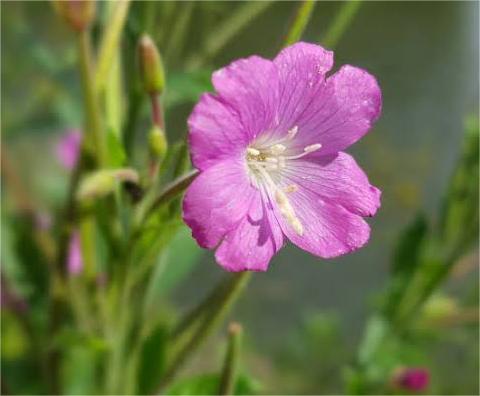 Extrato de Epilobium Parviflorum