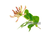 Extrato de flor de madressilva