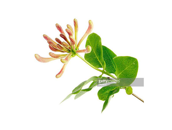Extrato de flor de madressilva