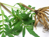 Extrato de Valeriana