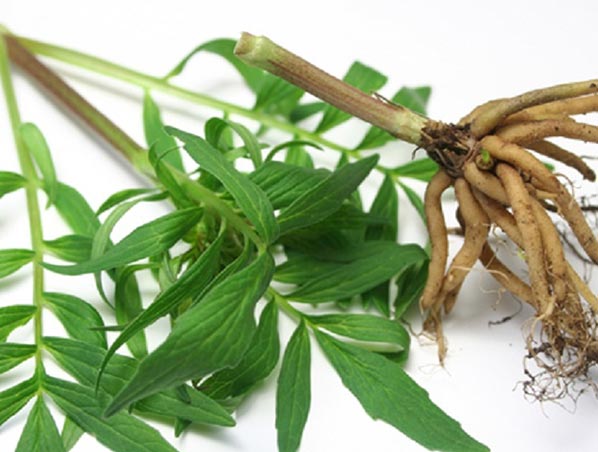 Extrato de Valeriana