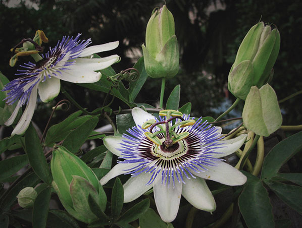 Extrato de Flor de Maracujá