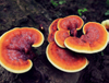 Extrato Orgânico de Reishi / Extrato de Reishi