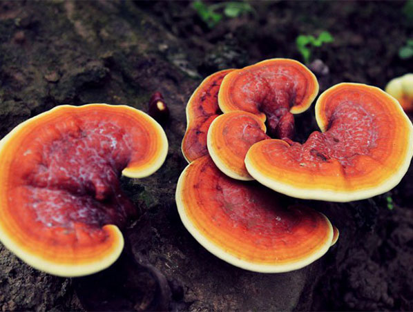 Extrato Orgânico de Reishi / Extrato de Reishi