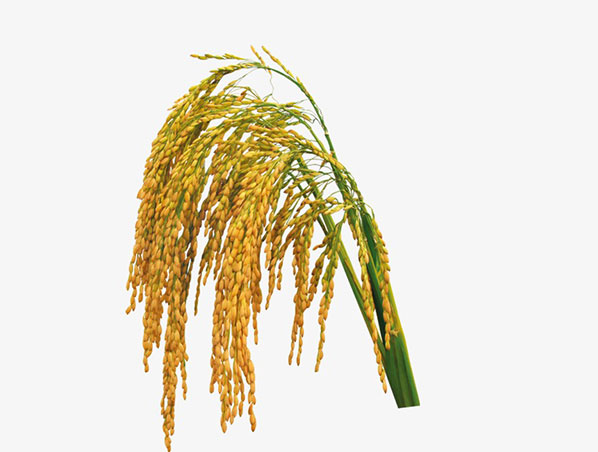 Extrato de Farelo de Arroz
