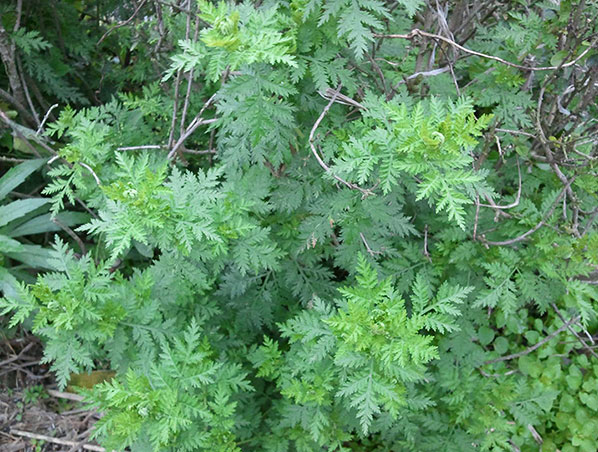 Extrato de Artemísia Annua 