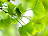 Extrato Orgânico de Ginkgo Biloba