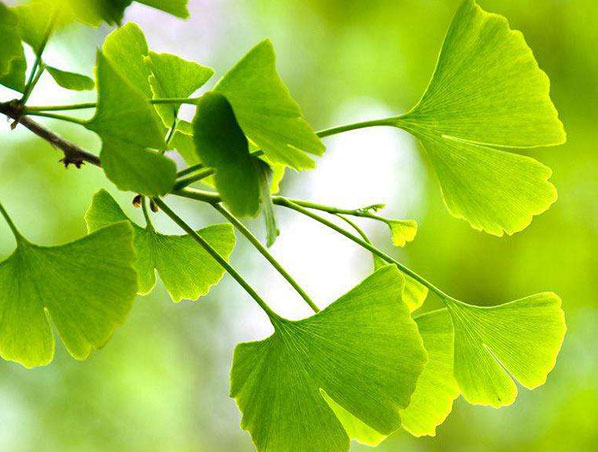 Extrato Orgânico de Ginkgo Biloba