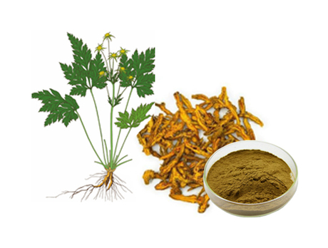 Extrato de raiz de foca dourada