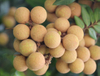 Extrato de Longan