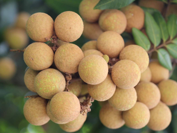 Extrato de Longan