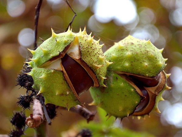 Extrato de Castanha da Índia