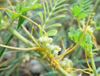 Extrato de Semente de Cuscuta