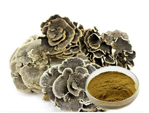 Extrato de cogumelo Coriolus médico