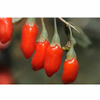 Baga de Goji em pó
