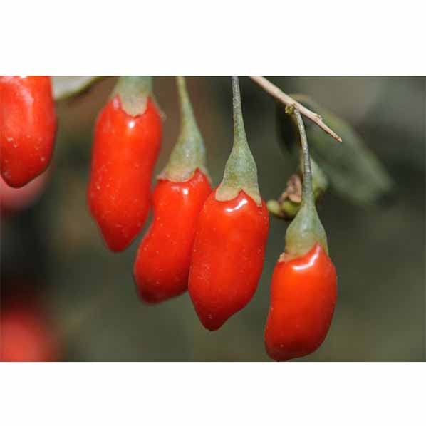 Baga de Goji em pó