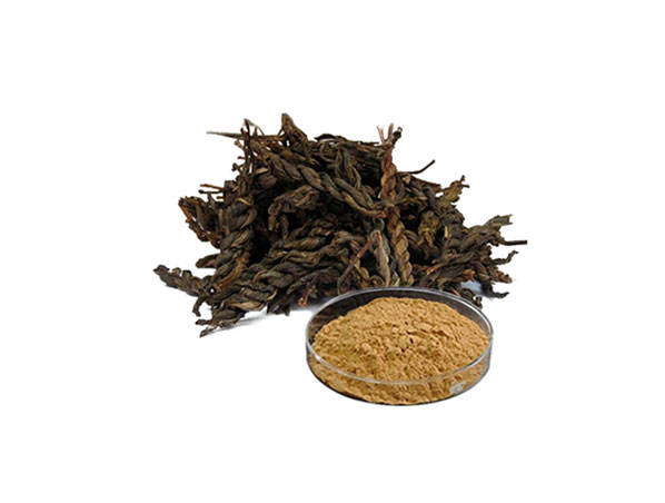 Extrato de chá Pu Erh