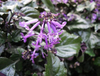 Extrato/pó de Rabdosia Japonica Hara