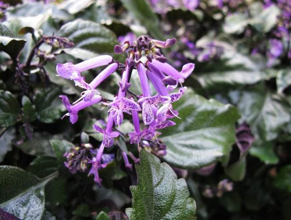 Extrato/pó de Rabdosia Japonica Hara