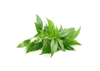 Extrato de Andrographis