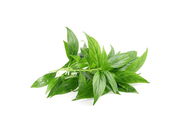 Extrato de Andrographis