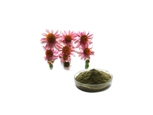 Extrato de Equinácea Purpurea