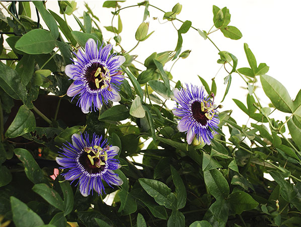 Extrato de Flor de Maracujá
