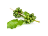 Extrato de grão de café verde