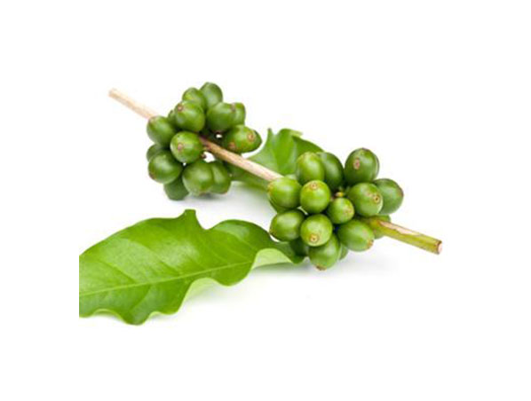 Extrato de grão de café verde