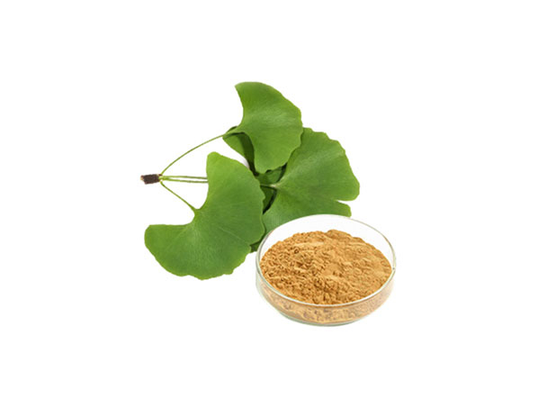 Extrato Orgânico de Ginkgo Biloba