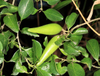 Extrato de Ginnema
