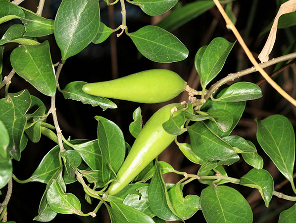 Extrato de Ginnema