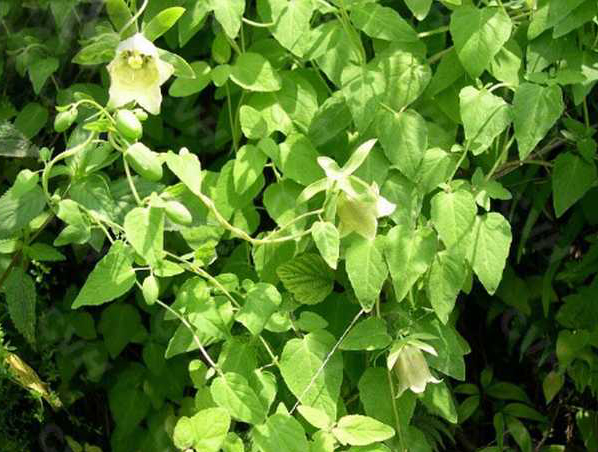 Extrato de Raiz de Codonopsis