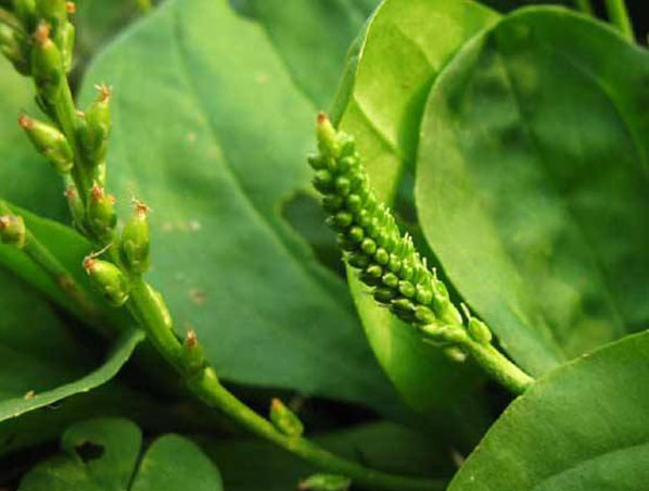 Extrato de Erva Plantago