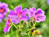 Extrato de Cranesbill