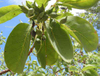 Extrato de Terminalia Bellerica