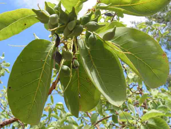 Extrato de Terminalia Bellerica