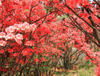 Extrato de Rododendro Caucasicum