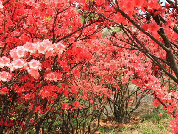 Extrato de Rododendro Caucasicum