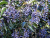 Extrato de Ligustrum Ácido Oleanólico