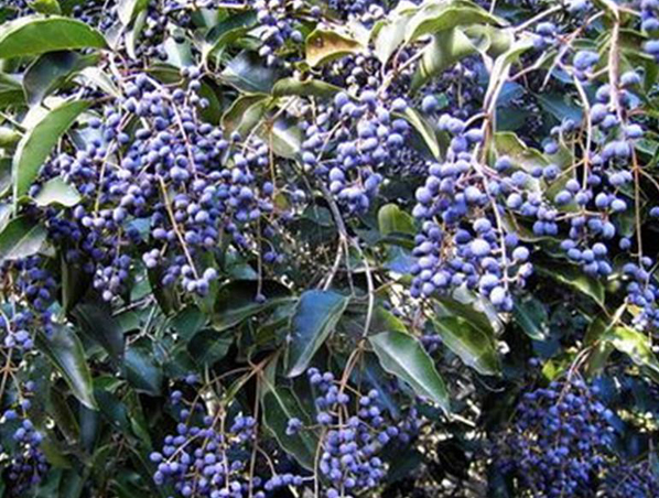 Extrato de Ligustrum Ácido Oleanólico
