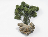 Extrato de raiz de Panax Notoginseng